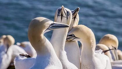 俱乐部世界杯-米尔沃尔高位逼抢见效，狮子军团期待保级，米尔沃尔球衣