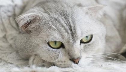 世俱杯2025-意大利大胜瑞士，贝拉尔迪表现抢眼，意大利队贝拉尔迪