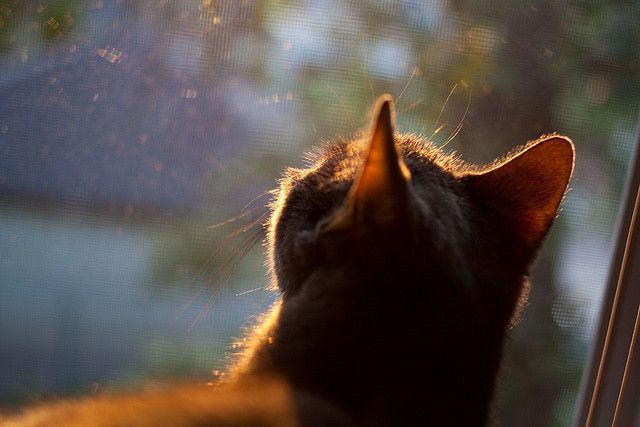塞尔维亚男篮在欧洲预赛中全力以赴，冲击奥运荣耀，塞尔维亚男子篮球队