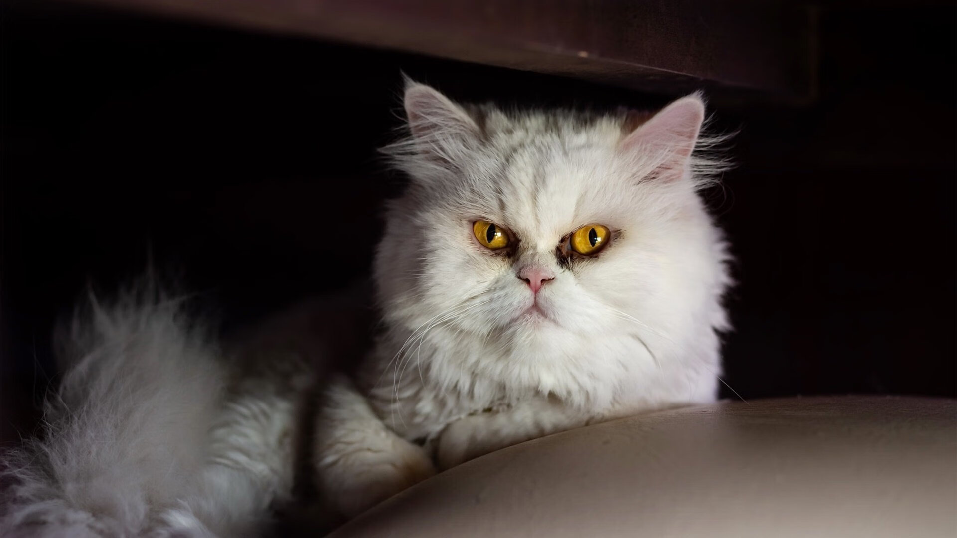 世俱杯官网-美洲杯明星集结：激情、突破、辉煌不断！，美洲杯有哪些明星