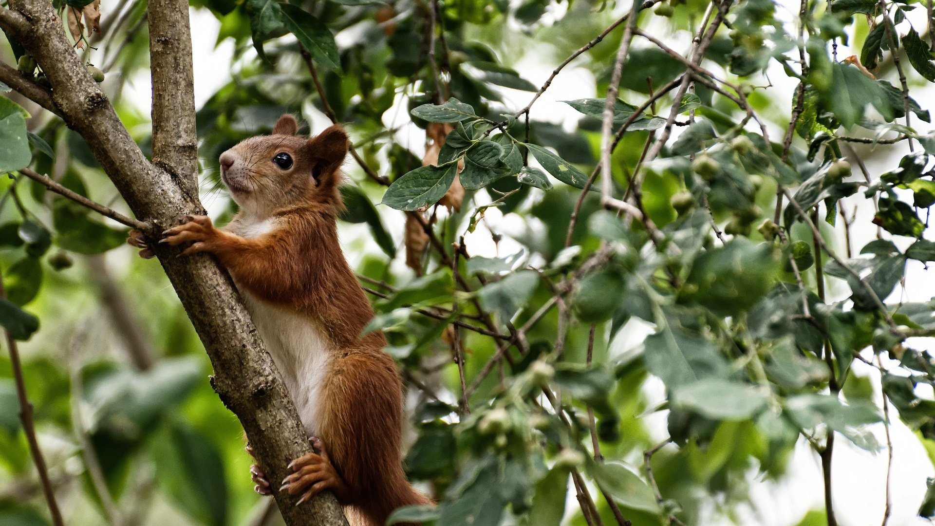 世俱杯直播在线观看免费-西甲传奇再现：天王闪耀瞬间成经典，西甲传奇中场